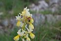 orchis pauciflora